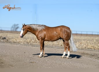 American Quarter Horse, Hengst, 3 Jaar, 150 cm, Palomino