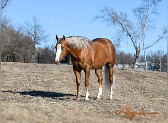 American Quarter Horse, Hengst, 3 Jaar, 150 cm, Palomino