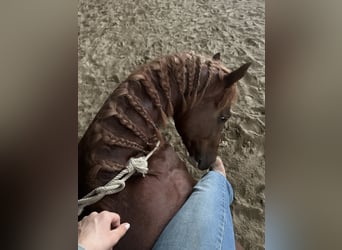 American Quarter Horse, Hengst, 3 Jaar, 150 cm, Vos