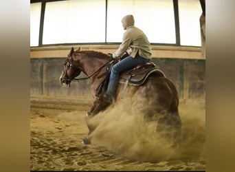 American Quarter Horse, Hengst, 3 Jaar, 150 cm, Vos