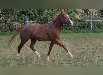 American Quarter Horse, Hengst, 3 Jaar, 150 cm, Vos
