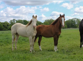 American Quarter Horse, Hengst, 3 Jaar, 150 cm, Vos