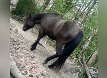 American Quarter Horse, Hengst, 3 Jaar, 151 cm, Zwart