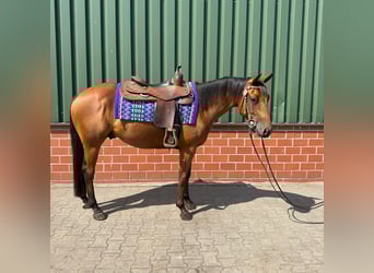 American Quarter Horse, Hengst, 3 Jaar, 152 cm, Bruin