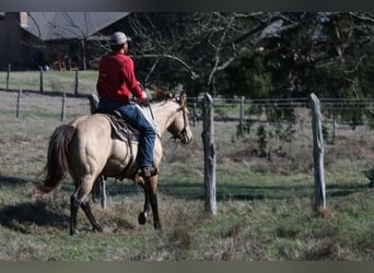 American Quarter Horse, Hengst, 3 Jaar, 152 cm, Buckskin