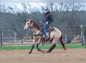 American Quarter Horse, Hengst, 3 Jaar, 152 cm, Buckskin