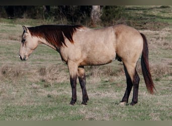 American Quarter Horse, Hengst, 3 Jaar, 152 cm, Buckskin