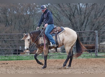 American Quarter Horse, Hengst, 3 Jaar, 152 cm, Buckskin