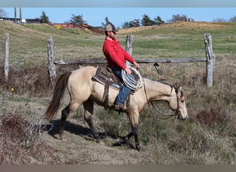 American Quarter Horse, Hengst, 3 Jaar, 152 cm, Buckskin