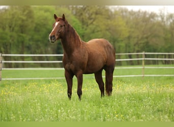 American Quarter Horse, Hengst, 3 Jaar, 152 cm, Donkere-vos