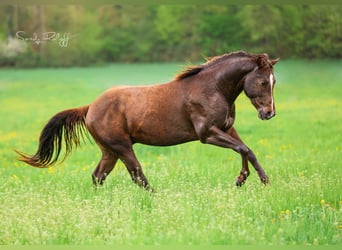 American Quarter Horse, Hengst, 3 Jaar, 152 cm, Donkere-vos