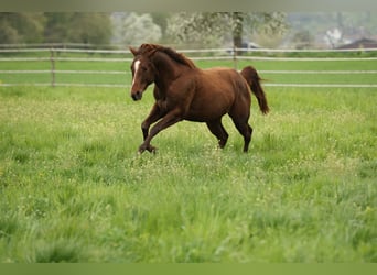 American Quarter Horse, Hengst, 3 Jaar, 152 cm, Donkere-vos