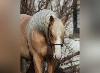 American Quarter Horse, Hengst, 3 Jaar, 152 cm, Palomino