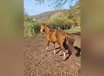 American Quarter Horse, Hengst, 3 Jaar, 154 cm, Vos