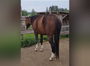 American Quarter Horse, Hengst, 3 Jaar, 155 cm, Bruin
