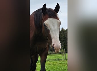 American Quarter Horse, Hengst, 3 Jaar, 155 cm, Bruin