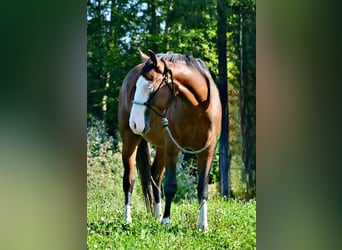 American Quarter Horse, Hengst, 3 Jaar, 155 cm, Bruin