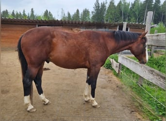 American Quarter Horse, Hengst, 3 Jaar, 155 cm, Bruin