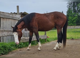 American Quarter Horse, Hengst, 3 Jaar, 155 cm, Bruin