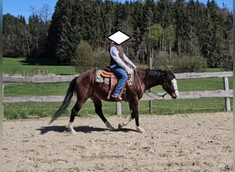 American Quarter Horse, Hengst, 3 Jaar, 155 cm, Bruin