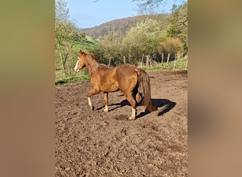 American Quarter Horse, Hengst, 3 Jaar, 155 cm, Vos