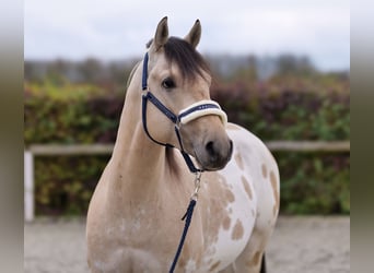 American Quarter Horse, Hengst, 3 Jaar, 158 cm, Palomino