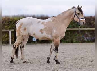 American Quarter Horse, Hengst, 3 Jaar, 158 cm, Palomino