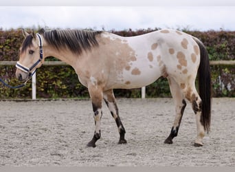 American Quarter Horse, Hengst, 3 Jaar, 158 cm, Palomino