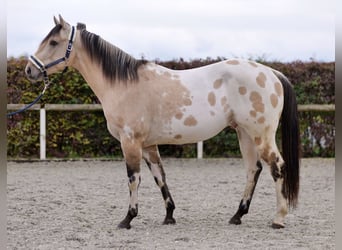 American Quarter Horse, Hengst, 3 Jaar, 158 cm, Palomino