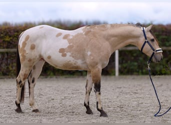 American Quarter Horse, Hengst, 3 Jaar, 158 cm, Palomino