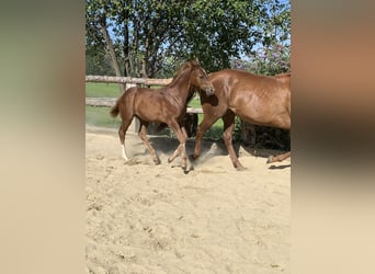 American Quarter Horse, Hengst, 3 Jaar, 160 cm, Donkere-vos