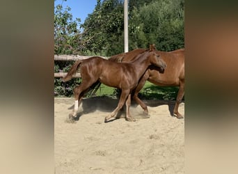 American Quarter Horse, Hengst, 3 Jaar, 160 cm, Donkere-vos