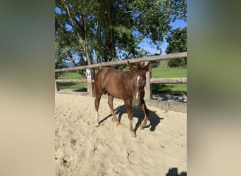 American Quarter Horse, Hengst, 3 Jaar, 160 cm, Donkere-vos