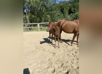 American Quarter Horse, Hengst, 3 Jaar, 160 cm, Donkere-vos