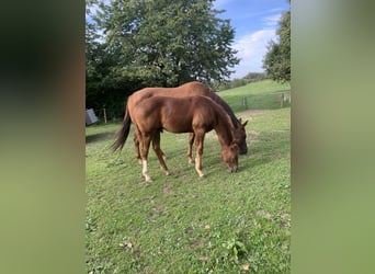 American Quarter Horse, Hengst, 3 Jaar, 160 cm, Donkere-vos