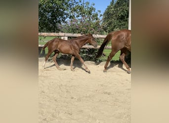 American Quarter Horse, Hengst, 3 Jaar, 160 cm, Donkere-vos