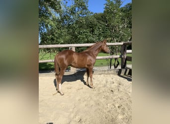 American Quarter Horse, Hengst, 3 Jaar, 160 cm, Donkere-vos