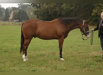 American Quarter Horse, Hengst, 3 Jaar, Bruin
