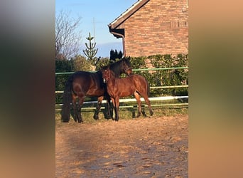 American Quarter Horse, Hengst, 3 Jaar, Bruin