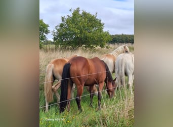 American Quarter Horse, Hengst, 3 Jaar, Bruin
