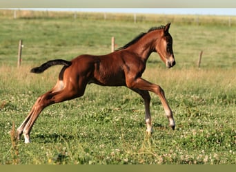 American Quarter Horse, Hengst, 3 Jaar, Bruin