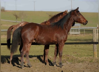 American Quarter Horse, Hengst, 3 Jaar, Bruin