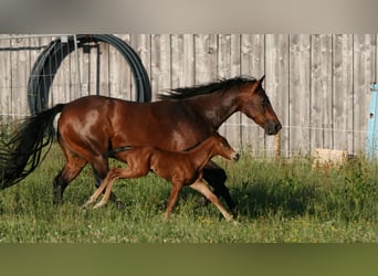 American Quarter Horse, Hengst, 3 Jaar, Bruin