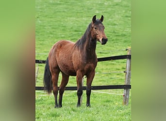 American Quarter Horse, Hengst, 3 Jaar, Bruin