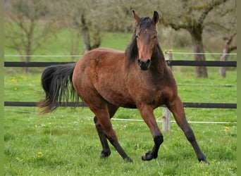 American Quarter Horse, Hengst, 3 Jaar, Bruin