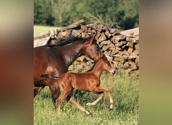 American Quarter Horse, Hengst, 3 Jaar, Bruin