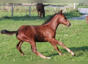 American Quarter Horse, Hengst, 3 Jaar, Bruin