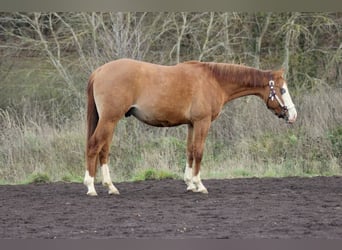 American Quarter Horse, Hengst, 3 Jaar, Red Dun