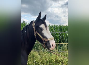 American Quarter Horse, Hengst, 3 Jahre, 139 cm, Rappe