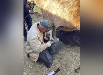 American Quarter Horse, Hengst, 3 Jahre, 140 cm, Palomino